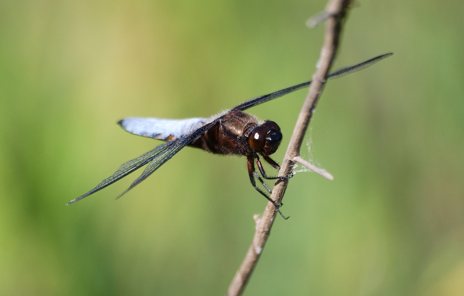 Identificazione 10 - Libellula depressa